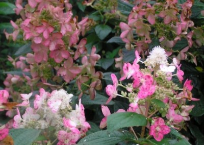 Hydrangea Pink Diamond