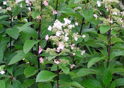 Hydrangea Tardiva