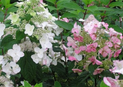 Hydrangea Unique flowers