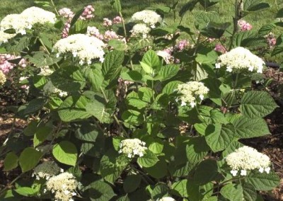 Hydrangea White Dome