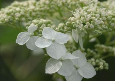 Hydrangea White Dome