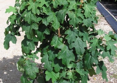 Hydrangea quercifolia