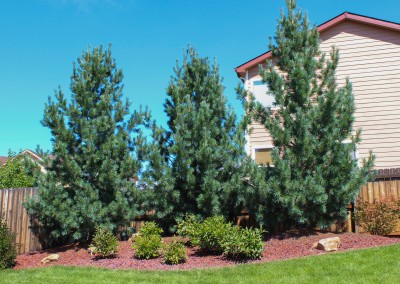 Vanderwolf Pine w/ Peonies