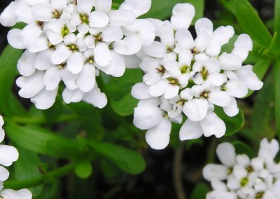 Ibersis Snowflake