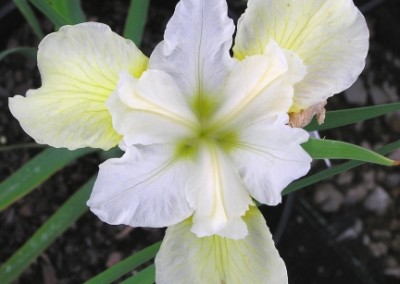 Iris sibirica Butter & Sugar