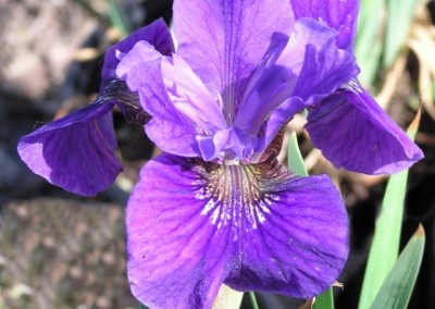 Iris sibirica Caesars Brother