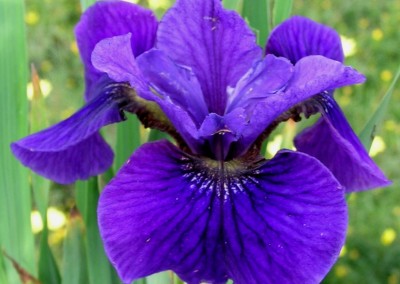 Iris sibirica Ruffled Velvet