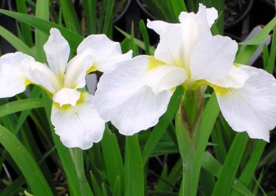 Iris sibirica Snow Queen