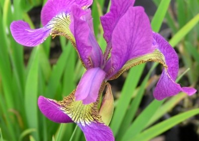 Iris sibirica Sparkling Rose