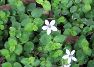 Isotoma fluviatilis