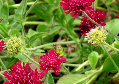 Knautia Mars Midget