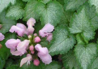 Lamium Pink Pewter