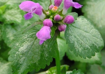 Lamium Red Nancy