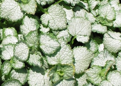 Lamium Red Nancy