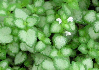 Lamium White Nancy