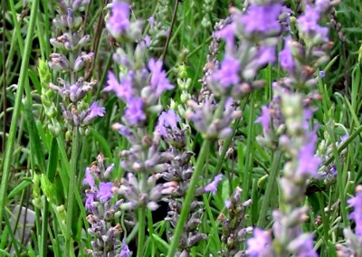 Lavandula Grosso