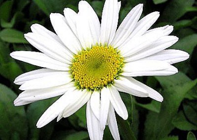 Leucanthemum Becky