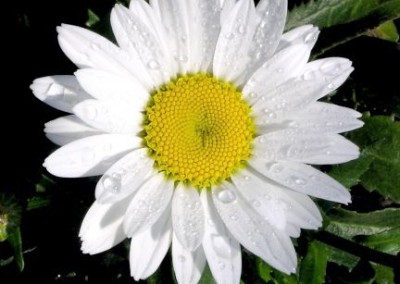 Leucanthemum Snow Cap