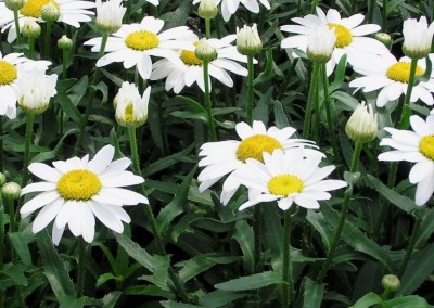 Leucanthemum Snow Cap