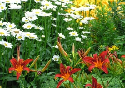 Leucanthemum