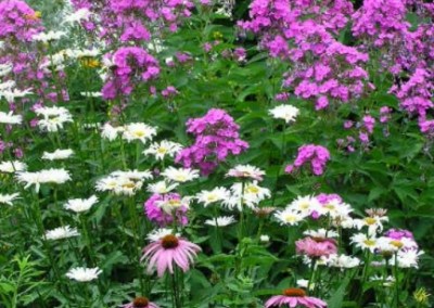 Leucanthemum with Phlox