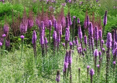 Liatris w/ Grasses