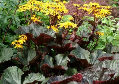 Ligularia Britt Marie Crawford