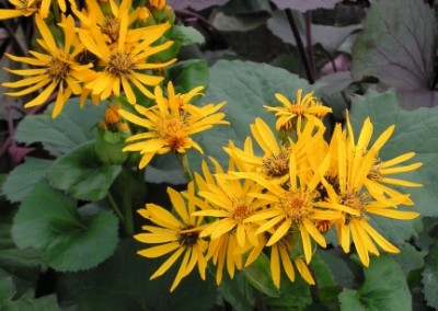 Ligularia Desdemona