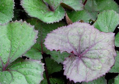 Ligularia Desdemona