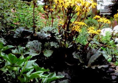 Ligularia Othello