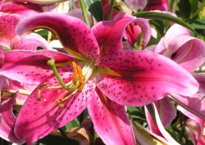 Lily Stargazer