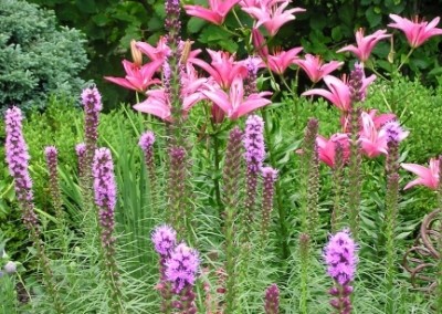 Lily with Liatris