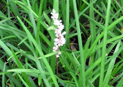 Liriope spicata