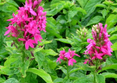 Lobelia Monet Moment