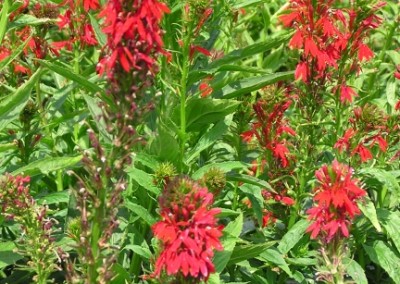 Lobelia cardinalis