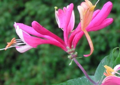 Lonicera Dropmore Scarlet