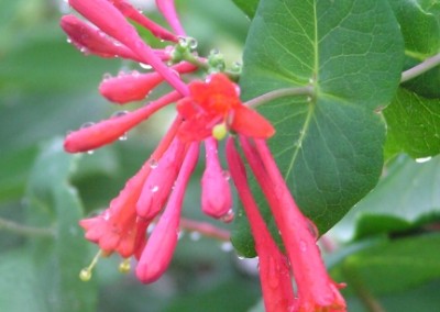 Lonicera Goldflame