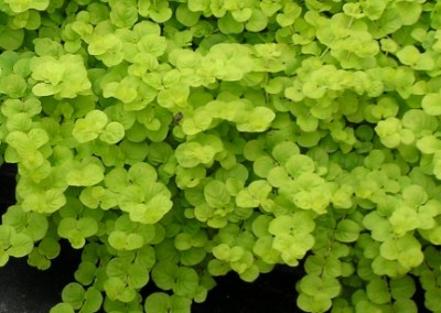 Lysimachia Goldilocks