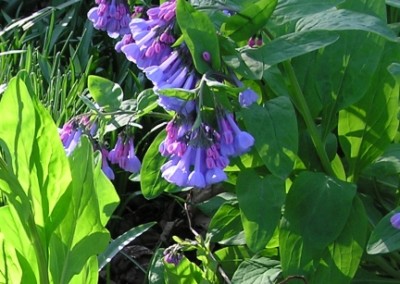 Mertensia virginica