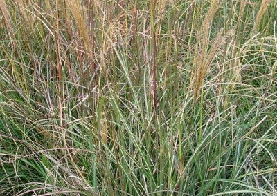 Miscanthus adagio