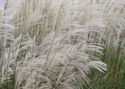 Miscanthus Graziella