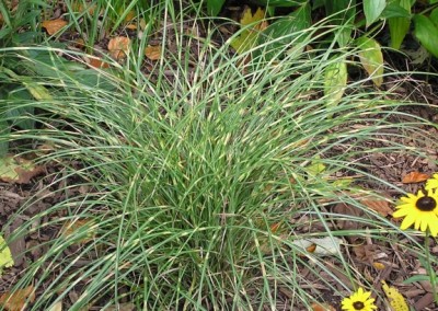 Miscanthus Little Zebra