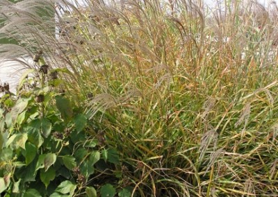 Miscanthus Little Zebra