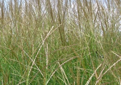 Miscanthus Nippon