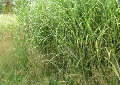 Miscanthus strictus