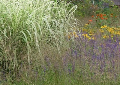 Miscanthus variegatus