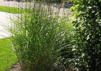 Miscanthus