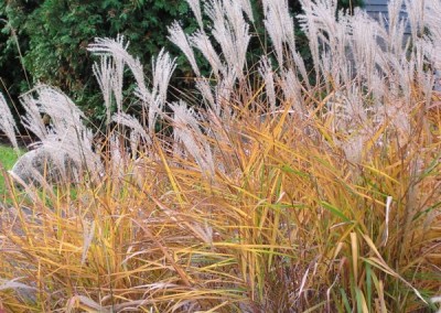 Miscanthus - Fall