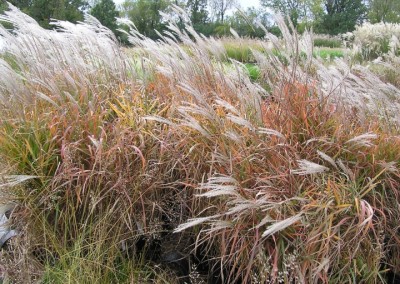 Miscanthus purpurescens