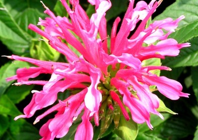 Monarda Coral Reef